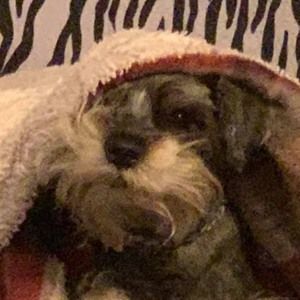 Meet your Posher, Shirley